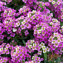 Load image into Gallery viewer, Sweet Alyssum Seeds