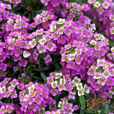 Sweet Alyssum Seeds